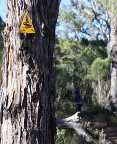 Mount Dale Walk Trail - VIC Tourism 1