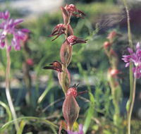 Carnamah-Eneabba Wildflower Drive - VIC Tourism