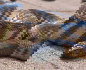 Canberra Reptile Zoo - VIC Tourism 1
