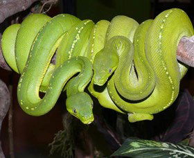Canberra Reptile Zoo - VIC Tourism 2