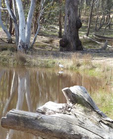 Mulligans Flat - VIC Tourism 0