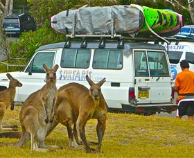 Surfaris Surf Camp - VIC Tourism 3