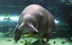 SEA LIFE Sydney Aquarium - thumb 1