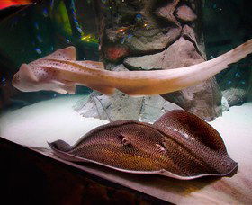 SEA LIFE Sydney Aquarium - VIC Tourism 4