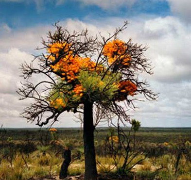 The Delmar Gallery - VIC Tourism 0