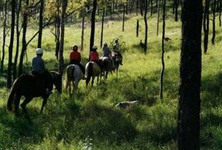 Hunter Valley Horse Riding And Adventures - VIC Tourism 0