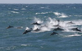 VIC Tourism