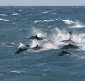 Tamboi Queen Cruises - VIC Tourism
