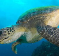 Byron Bay Dive Centre - VIC Tourism