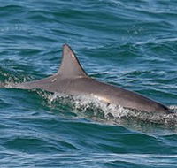 Byron Bay Dolphin Wildlife Tours - VIC Tourism