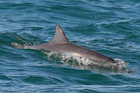 Byron Bay Dolphin Wildlife Tours - VIC Tourism 0
