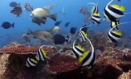 Byron Bay Dolphin Wildlife Tours - VIC Tourism 3