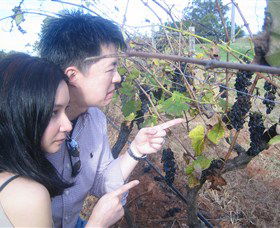 Wine Country Tours - VIC Tourism 3