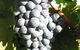 Wine Country Tours - thumb 8