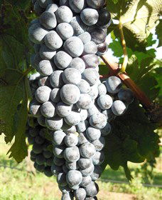 Wine Country Tours - VIC Tourism 8