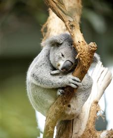 VIP Aussie Gold - VIC Tourism 1