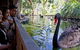 Nura Diya Aboriginal Wildlife Tour At Taronga Zoo - thumb 3