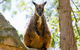 Nura Diya Aboriginal Wildlife Tour At Taronga Zoo - thumb 2