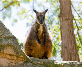 Nura Diya Aboriginal Wildlife Tour At Taronga Zoo - VIC Tourism 2