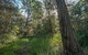 Wallumatta Nature Reserve - thumb 0