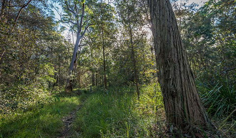 Wallumatta Nature Reserve - VIC Tourism 0