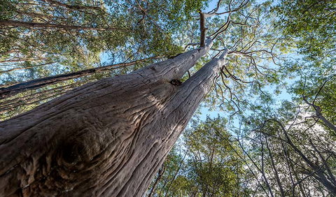 Wallumatta Nature Reserve - VIC Tourism 3