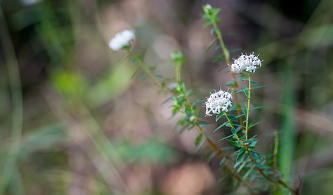 Wallumatta Nature Reserve - VIC Tourism 1