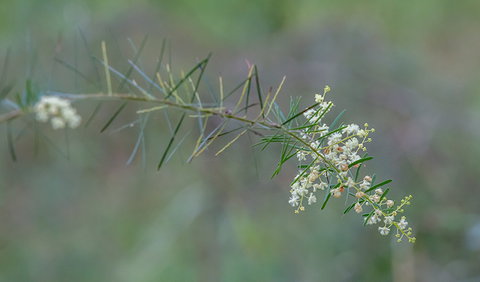 Wallumatta Nature Reserve - VIC Tourism 2