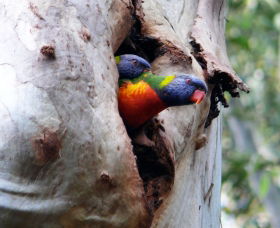 West Pennant Hills NSW VIC Tourism