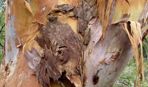 Muogamarra Nature Reserve - VIC Tourism 2