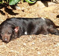 Symbio Wildlife Park - VIC Tourism