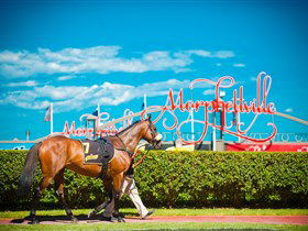 Morphettville Racecourse - VIC Tourism 3