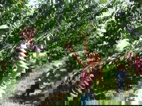 Forest Range Cherries - VIC Tourism 0