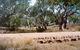 Charleville - Ward River Fishing Spot - thumb 1