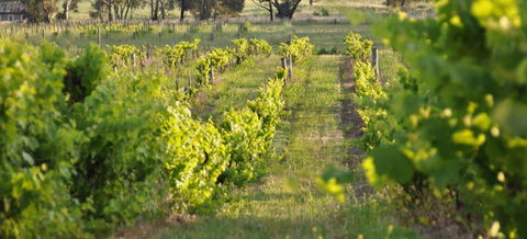 Bell River Estate Winery - VIC Tourism 3