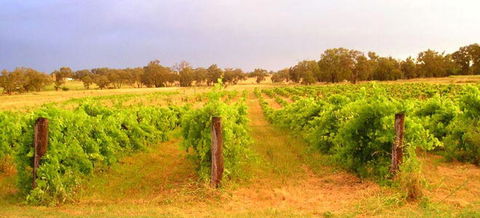 Bell River Estate Winery - VIC Tourism 7