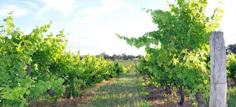 Bell River Estate Winery - VIC Tourism 8