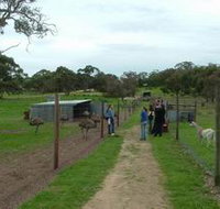 Avenue Emus - VIC Tourism