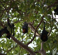 Manngarre Rainforest Walk - VIC Tourism