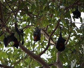 Manngarre Rainforest Walk - VIC Tourism 0