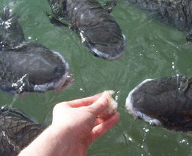 Aquascene - VIC Tourism 1