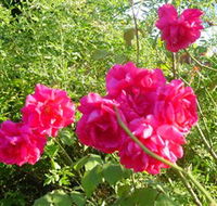 Bishop's Lodge Historic House and Heritage Rose Garden - VIC Tourism