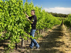 Patrick Of Coonawarra - VIC Tourism 0