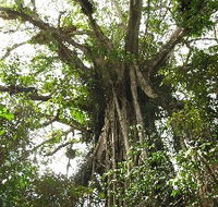 Cathedral Fig Tree - VIC Tourism