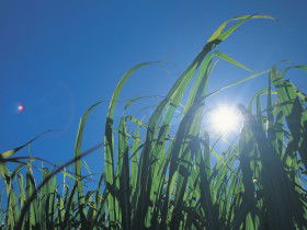 Mourilyan QLD VIC Tourism