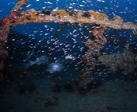 Lady Bowen Dive Site - VIC Tourism 1