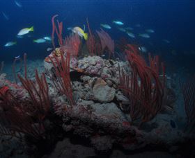 Lady Bowen Dive Site - VIC Tourism 3