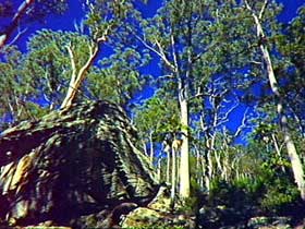 Blackdown Tableland National Park - VIC Tourism 3