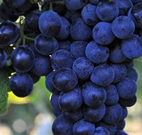 De Bortoli Wines Bilbul - VIC Tourism