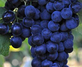 De Bortoli Wines Bilbul - VIC Tourism 0